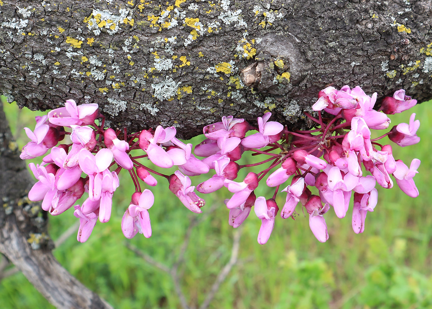 Image of Cercis siliquastrum specimen.