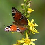 Image of taxon representative. Author is Елена Антонова