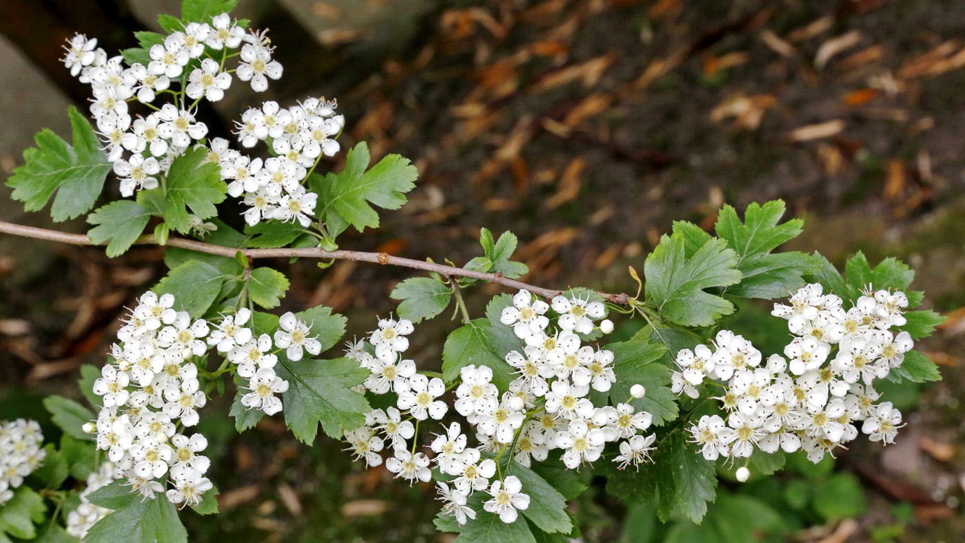 Изображение особи род Crataegus.