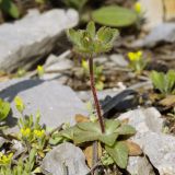 Androsace maxima