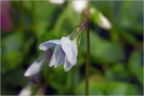 Viola sororia