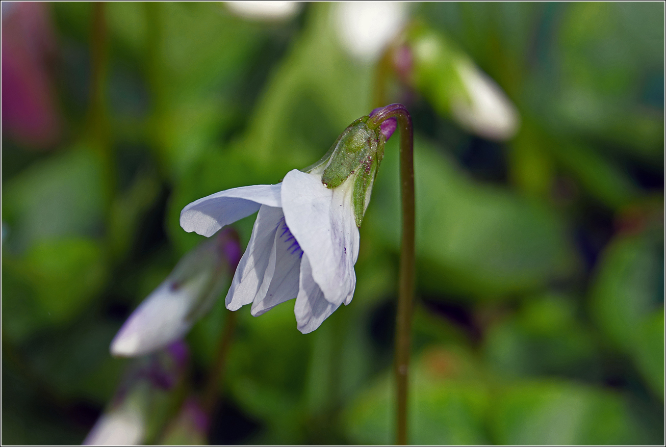 Image of Viola sororia specimen.