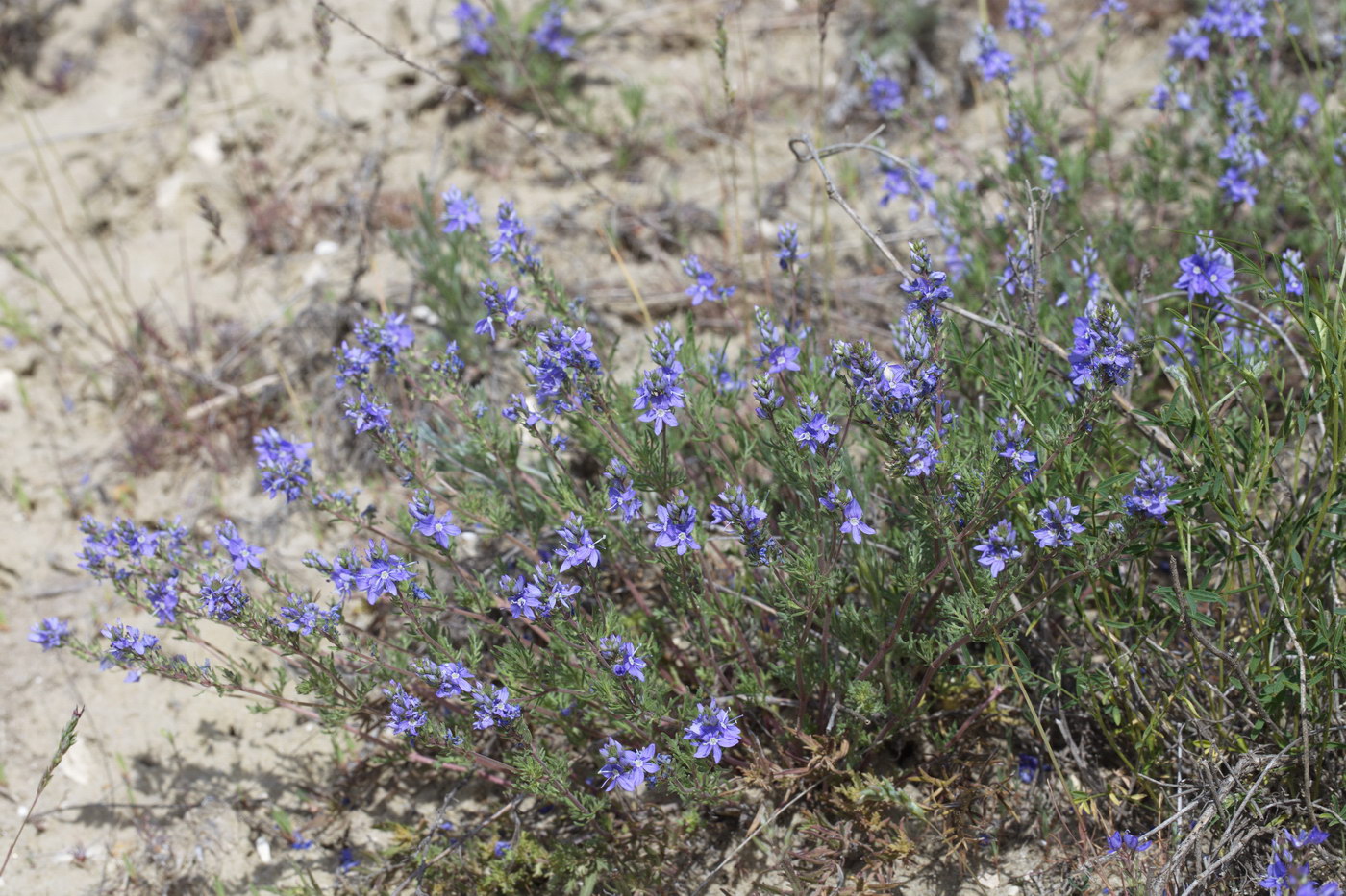 Image of Veronica capsellicarpa specimen.