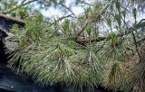 Pinus tabuliformis