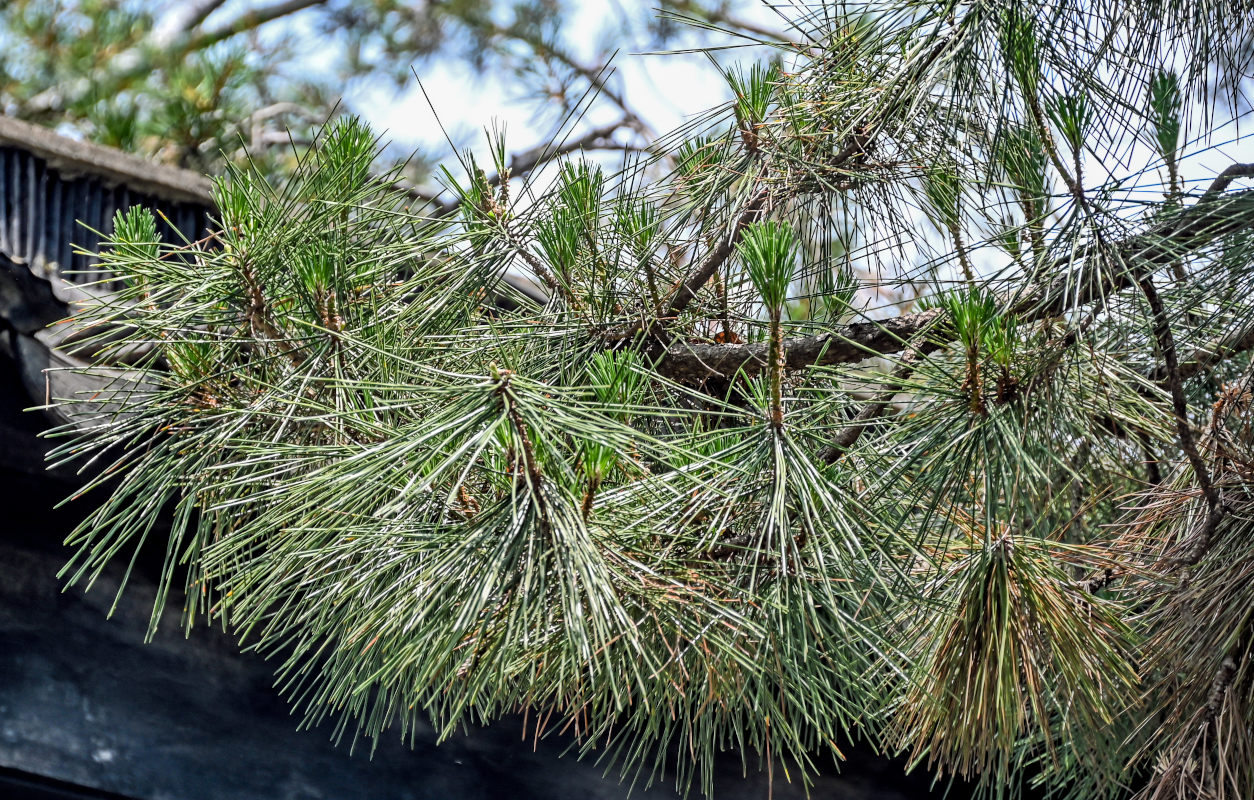 Изображение особи Pinus tabuliformis.