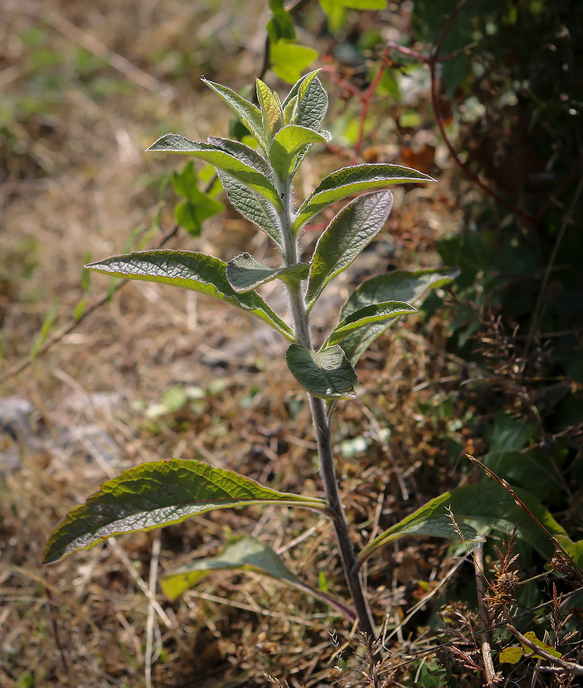 Изображение особи Inula conyza.