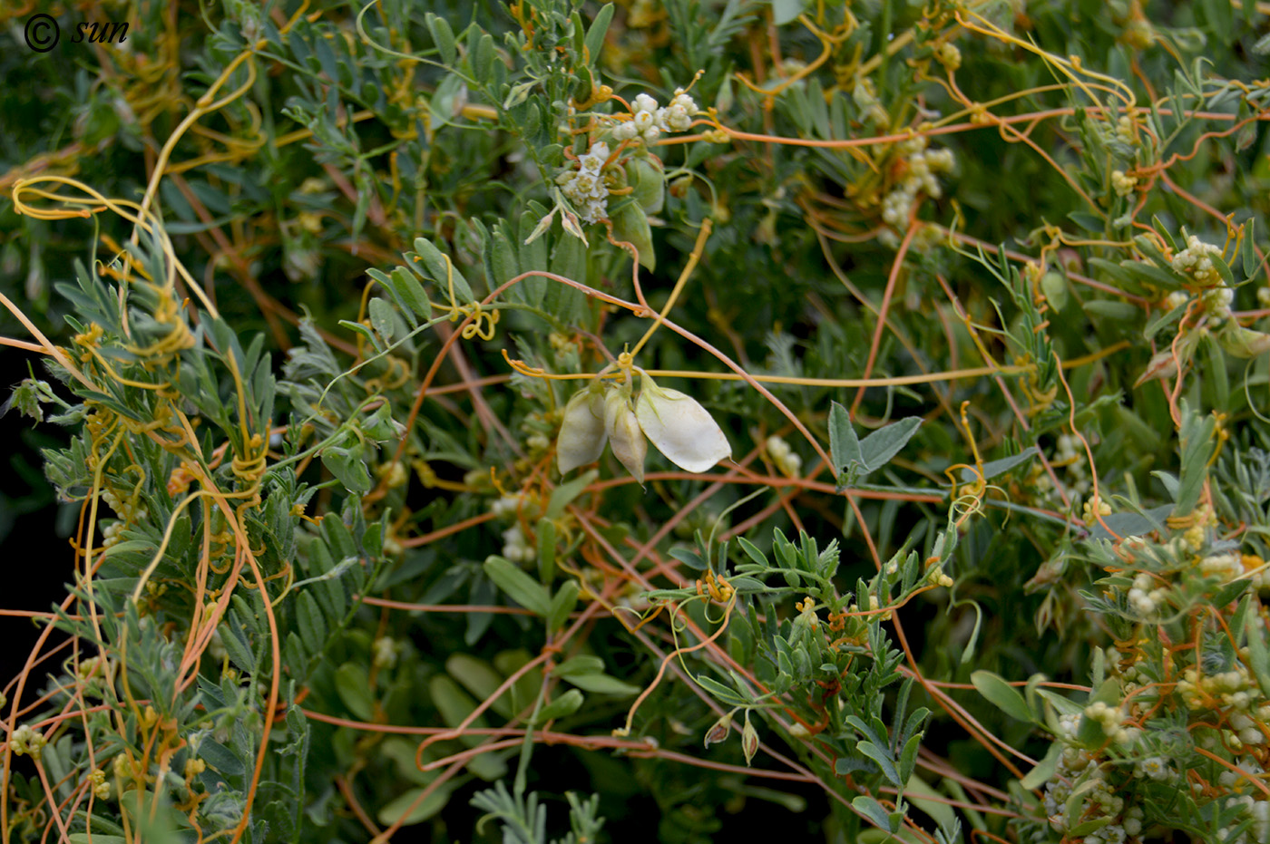 Image of Cuscuta campestris specimen.