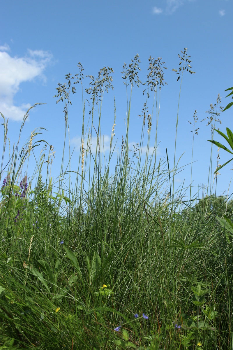 Изображение особи Poa angustifolia.