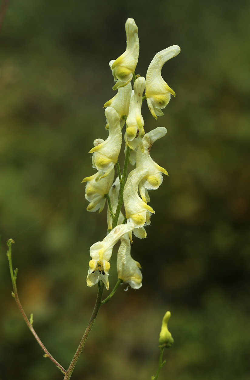 Image of Aconitum kirinense specimen.