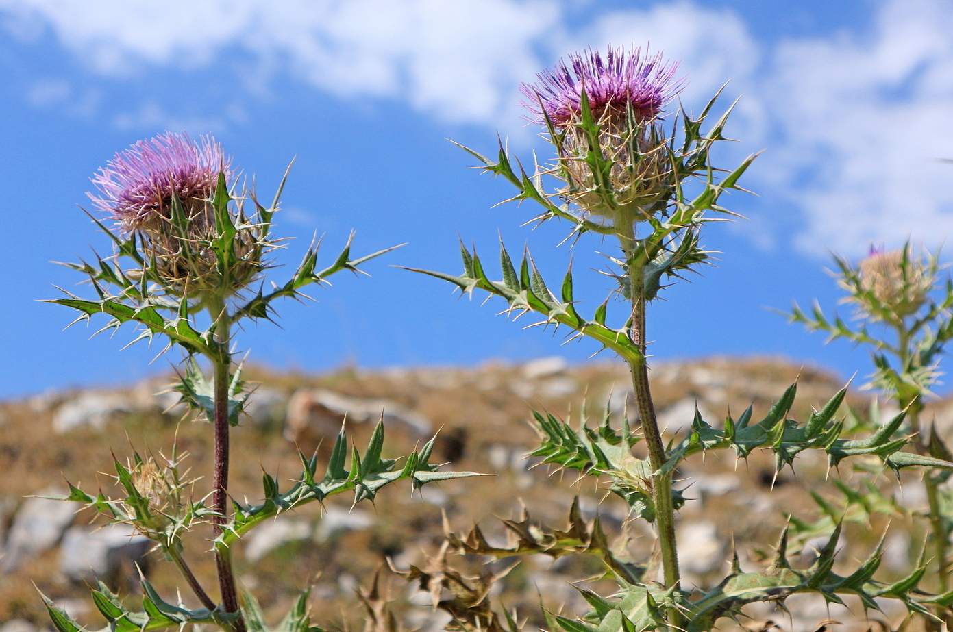 Изображение особи род Cirsium.