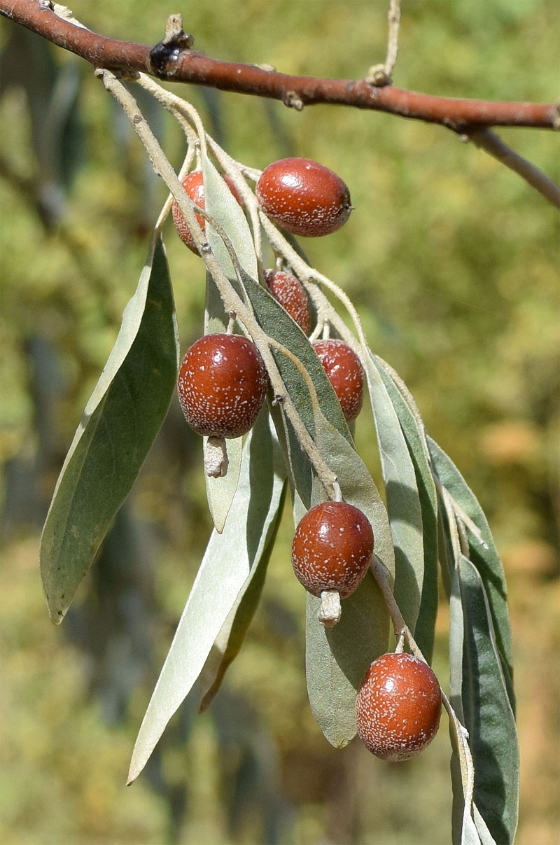 Изображение особи Elaeagnus angustifolia.