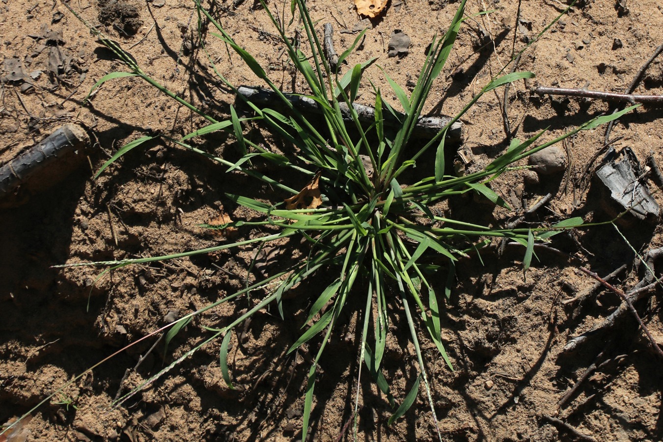 Image of Digitaria ischaemum specimen.