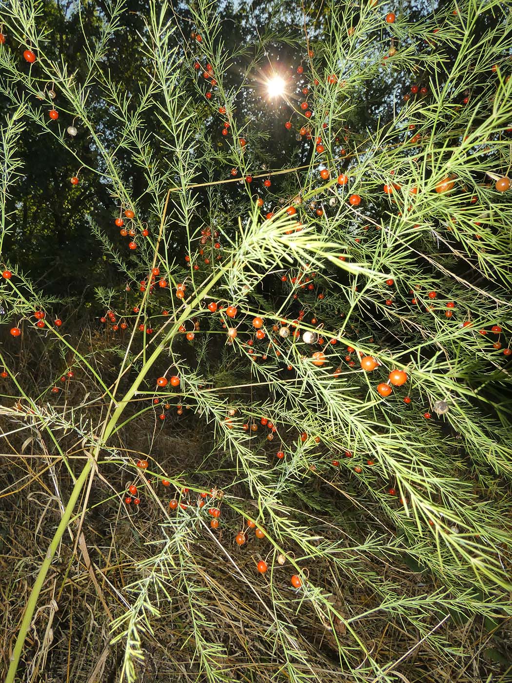 Image of Asparagus pseudoscaber specimen.