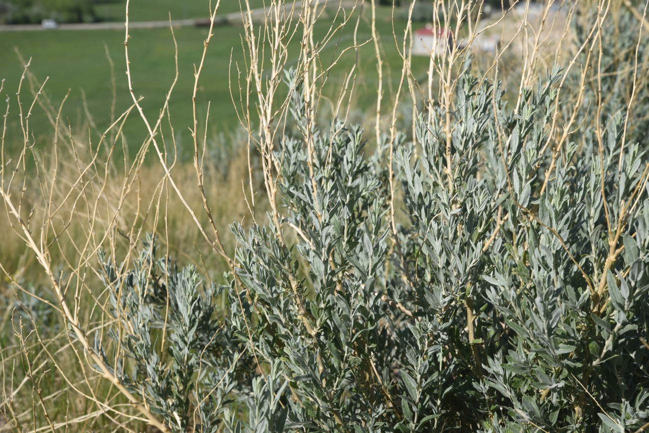 Изображение особи род Krascheninnikovia.