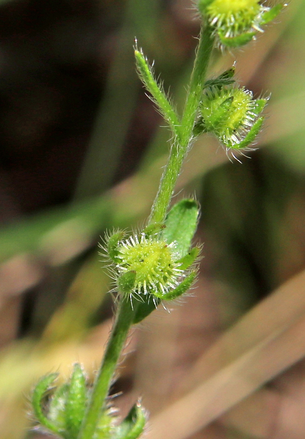 Изображение особи Hackelia deflexa.