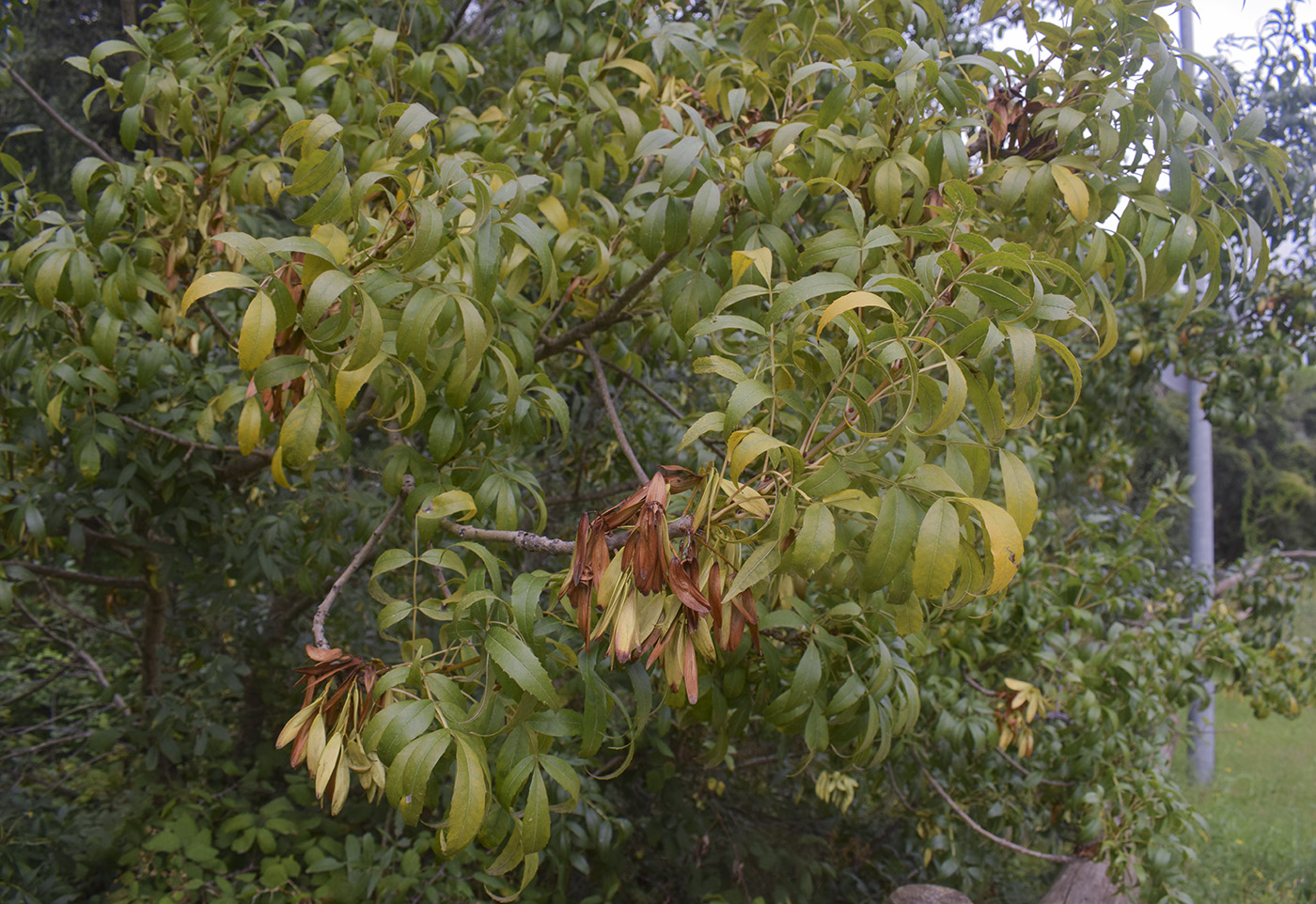 Image of genus Fraxinus specimen.
