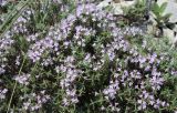 Thymus helendzhicus