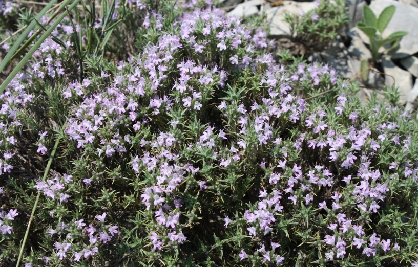 Изображение особи Thymus helendzhicus.