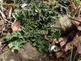 Peltigera aphthosa. Таллом на почве. Хабаровский край, окр. г. Комсомольск-на-Амуре, смешанный лес. 03.09.2025.
