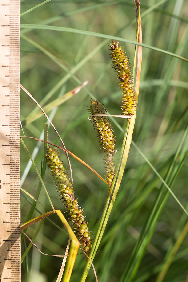 Image of Carex rostrata specimen.