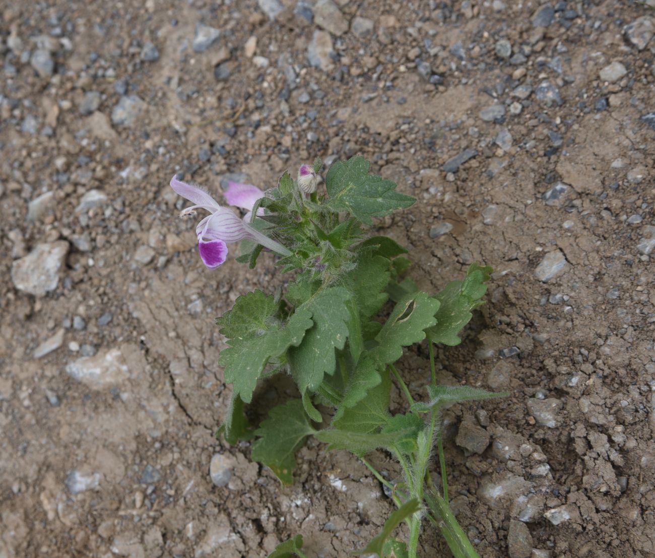 Image of Lamium maculatum specimen.