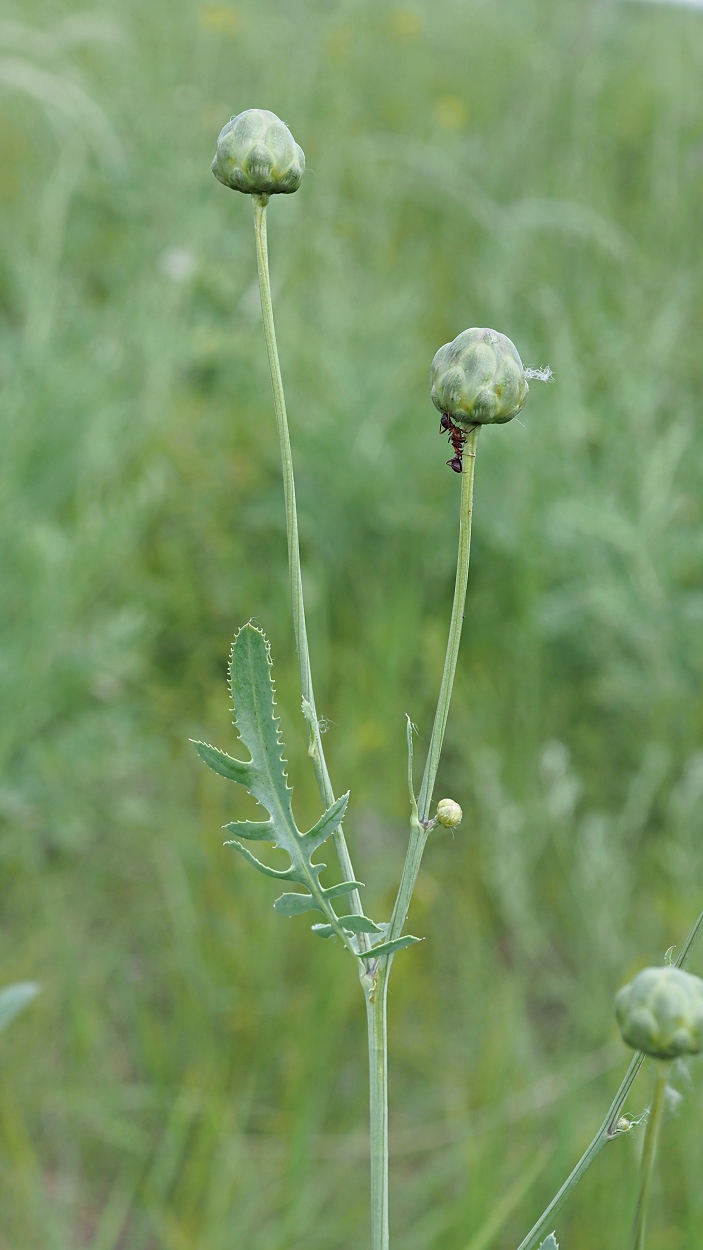 Изображение особи Rhaponticoides ruthenica.