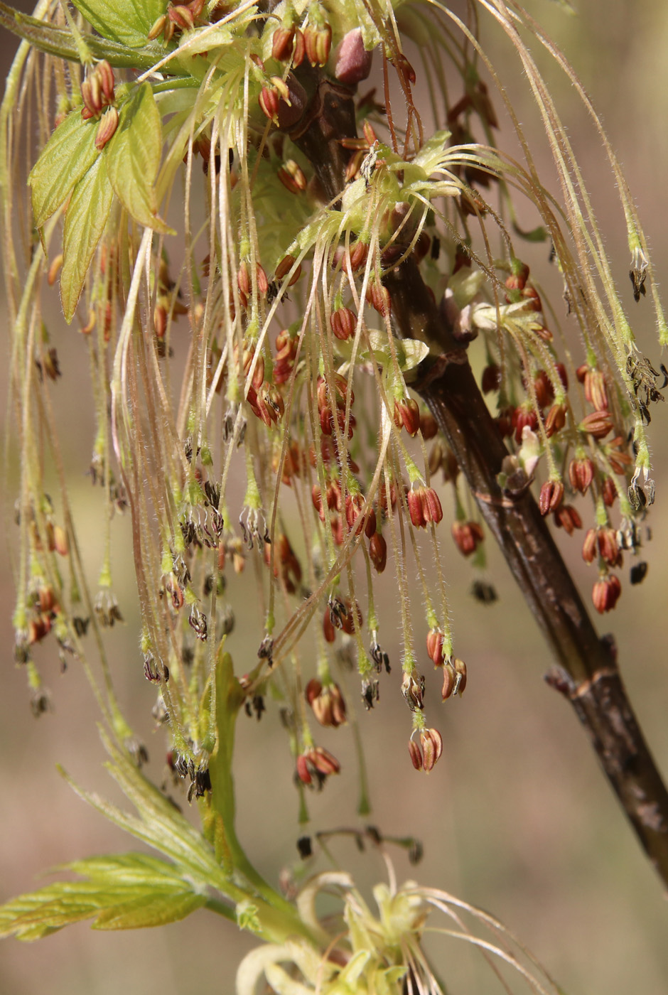 Изображение особи Acer negundo.