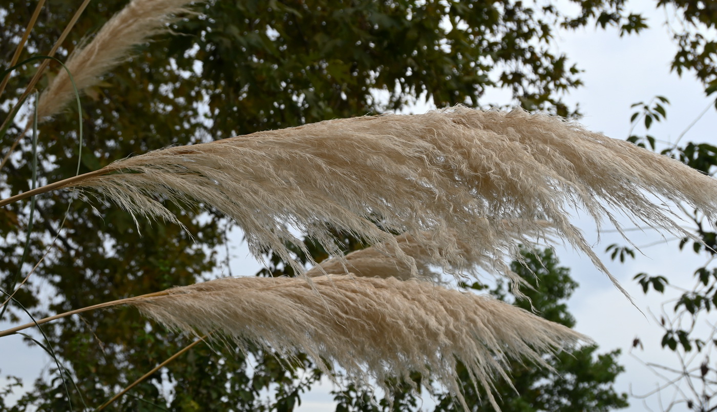Изображение особи Cortaderia selloana.