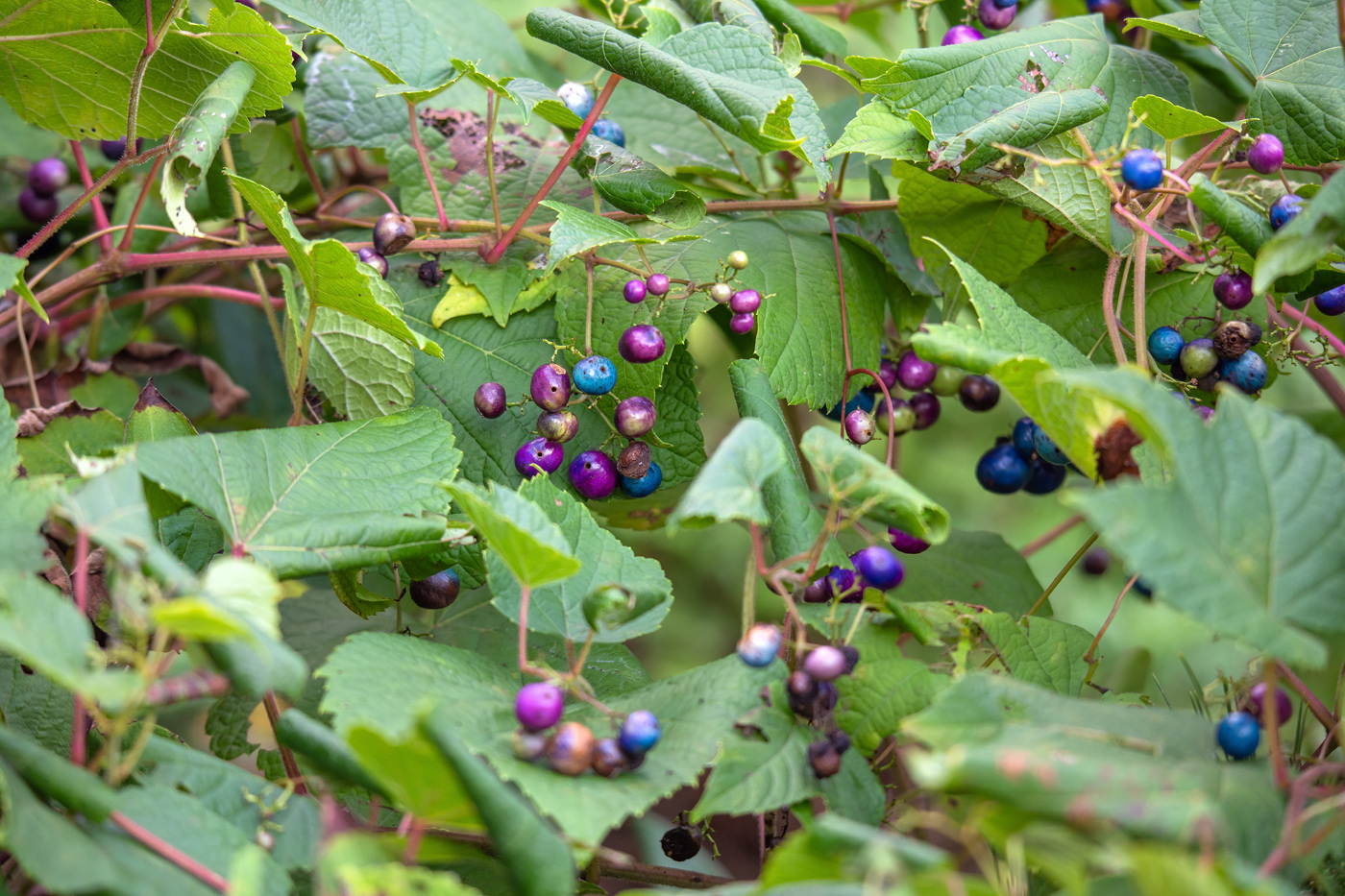 Изображение особи Ampelopsis brevipedunculata.