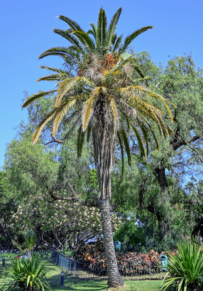 Изображение особи Phoenix canariensis.