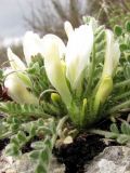 Astragalus rupifragus