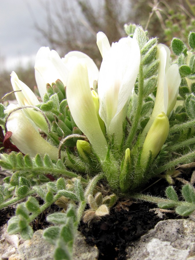 Изображение особи Astragalus rupifragus.
