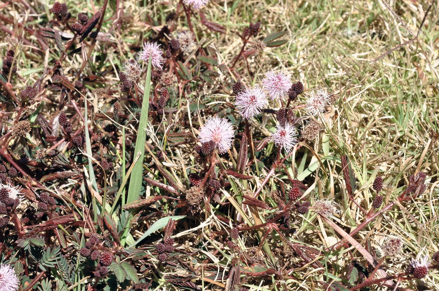 Image of Mimosa pudica specimen.