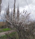 Armeniaca vulgaris. Цветущее растение. Волгоград, берег Волго-Донского канала, между шлюзами № 2 и № 3. 12.04.2026.