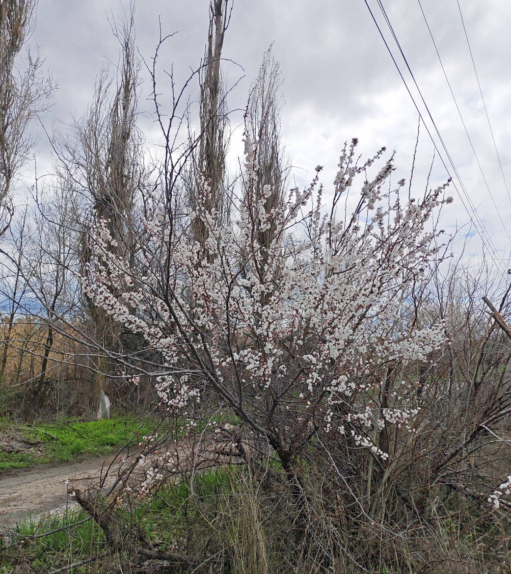 Image of Armeniaca vulgaris specimen.
