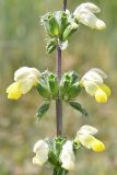 genus Phlomoides. Мутовки соцветия. Киргизия, г. Ош, Алайский хр., гора Сулейман-Тоо, выс. ≈ 1600 м н.у.м., задернованный склон с обнажениями глыбами серого кристаллического известняка. 1 мая 2025 г.