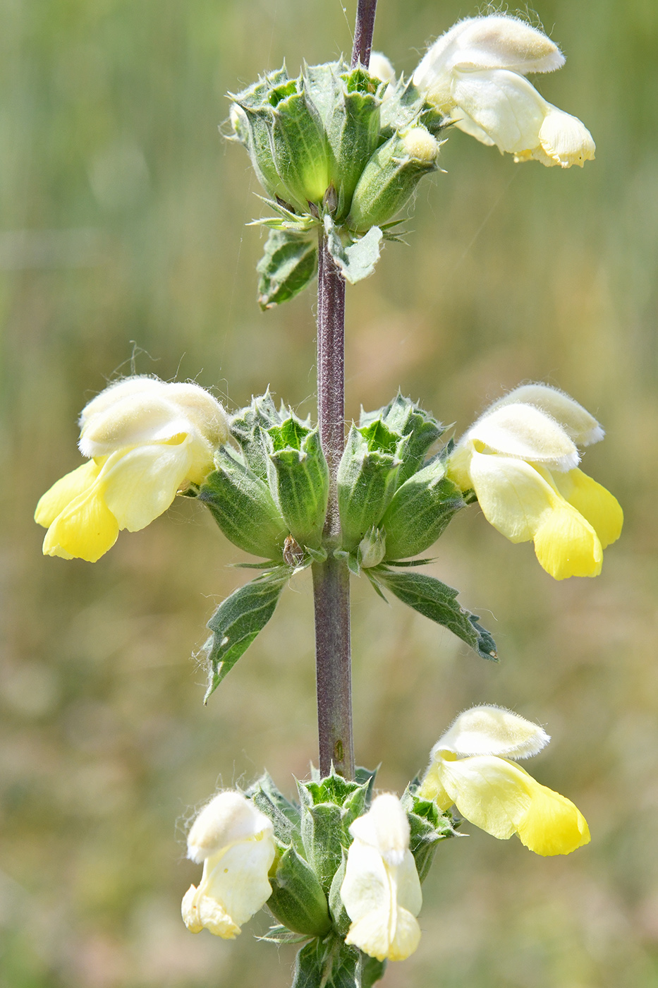 Image of Phlomoides labiosa specimen.