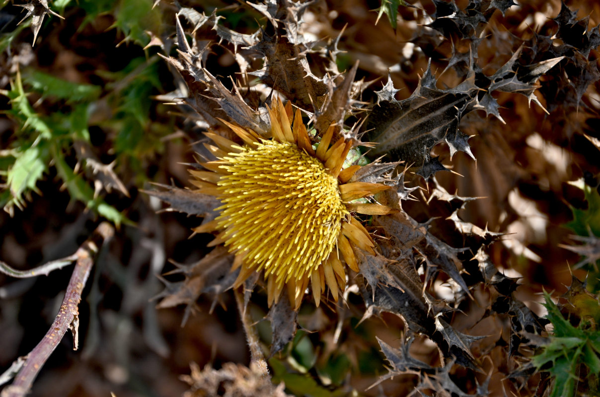 Изображение особи Carlina hispanica.