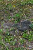 Scorzoneroides autumnalis