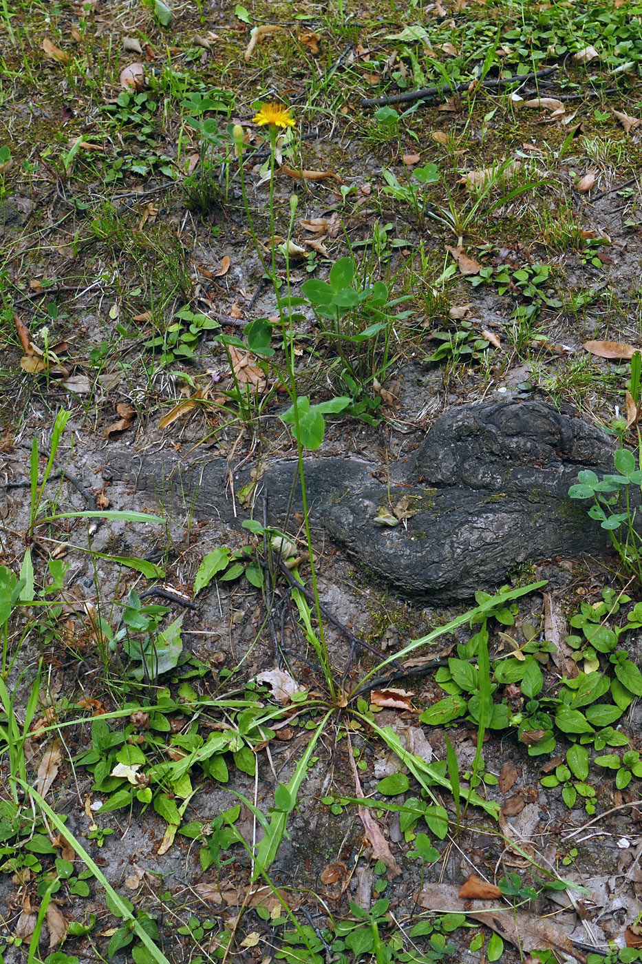 Image of Scorzoneroides autumnalis specimen.