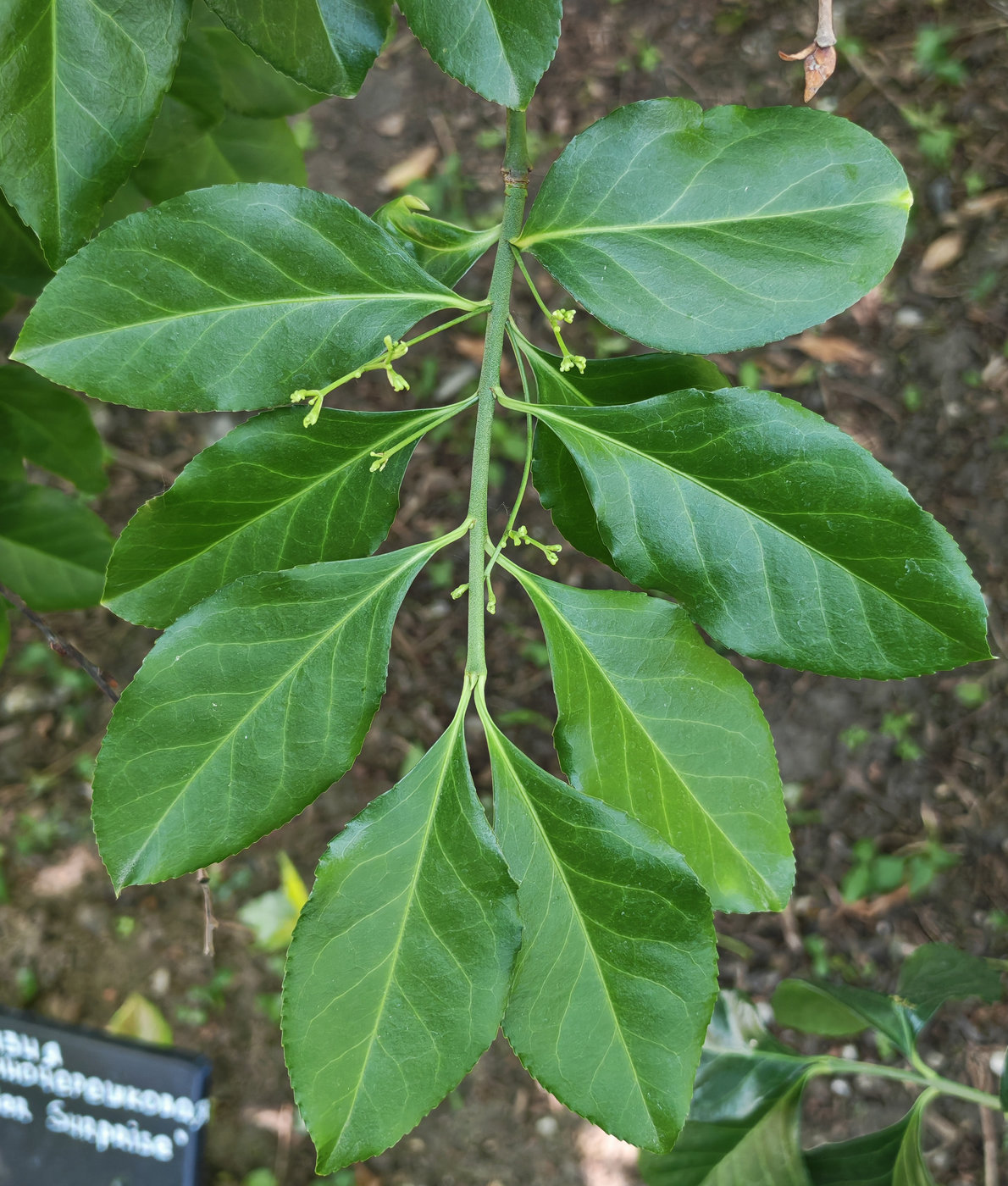 Image of Unknown species specimen.