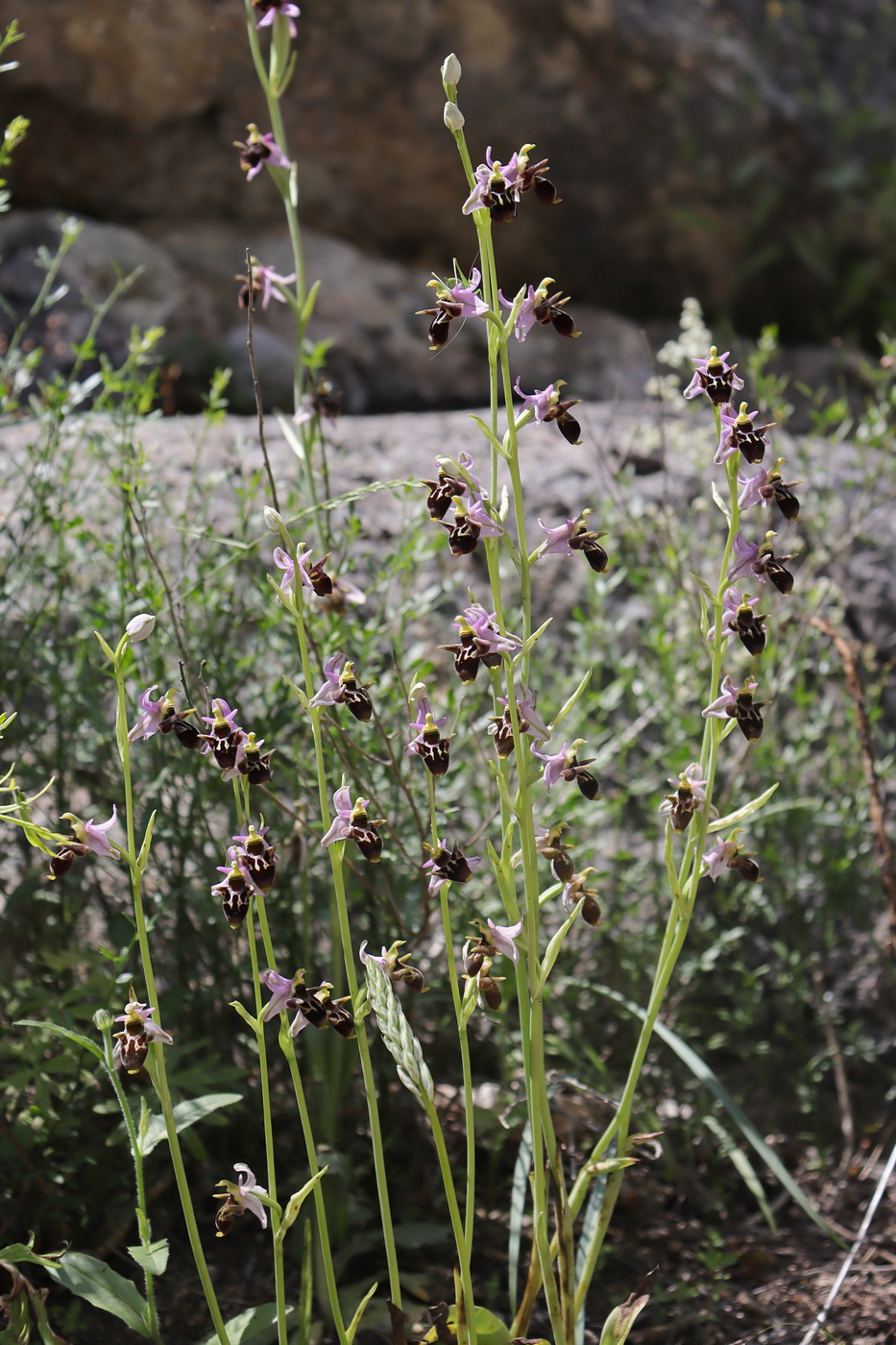 Изображение особи Ophrys oestrifera.