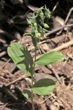 Epipactis helleborine