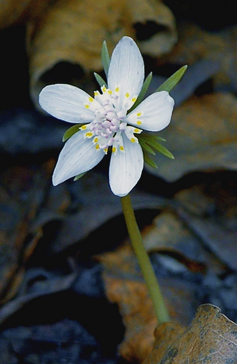 Image of Eranthis stellata specimen.