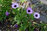 Dimorphotheca ecklonis