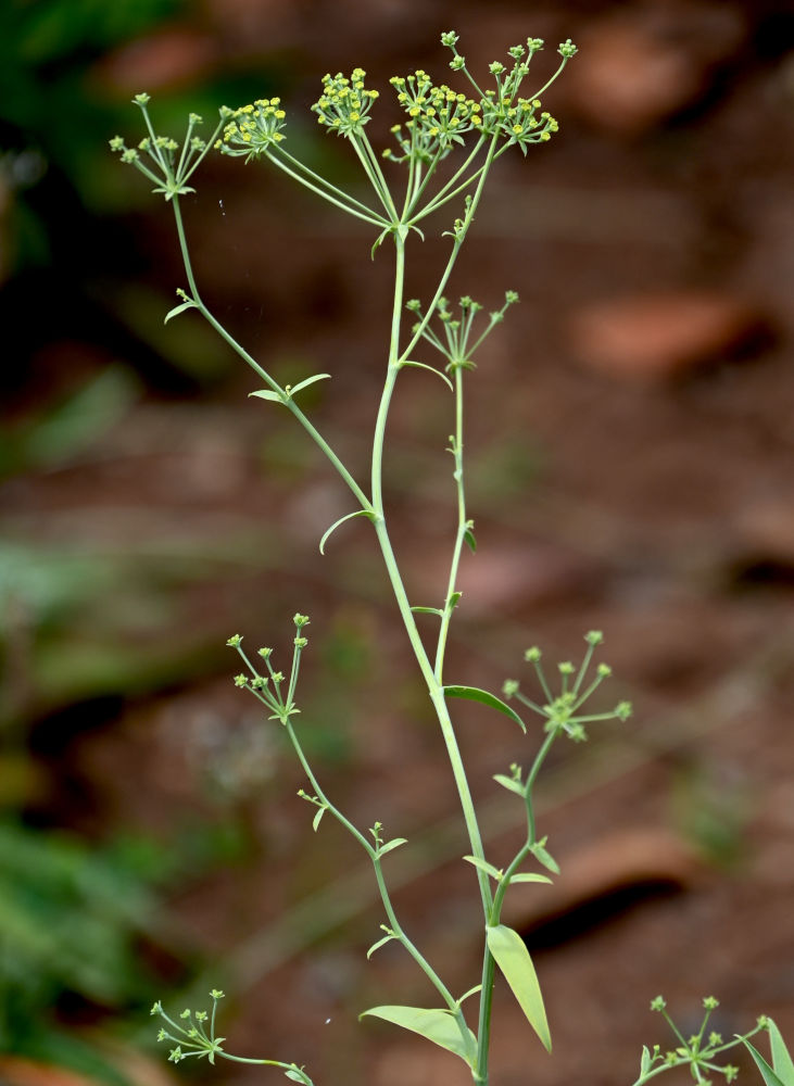 Image of genus Bupleurum specimen.