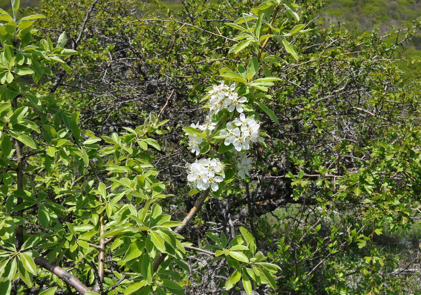 Изображение особи Pyrus elaeagrifolia.