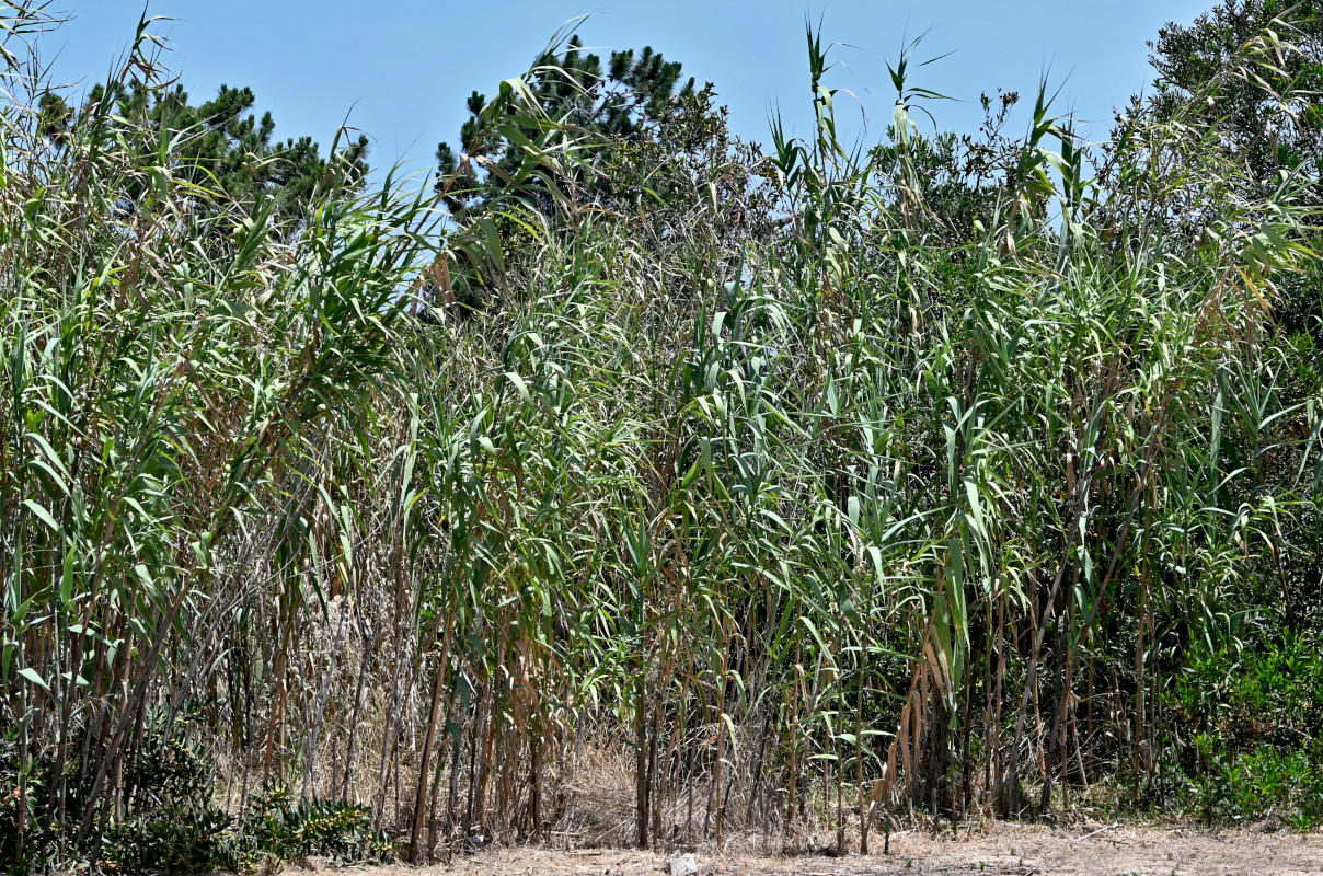 Изображение особи Arundo donax.
