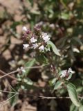 Origanum tyttanthum