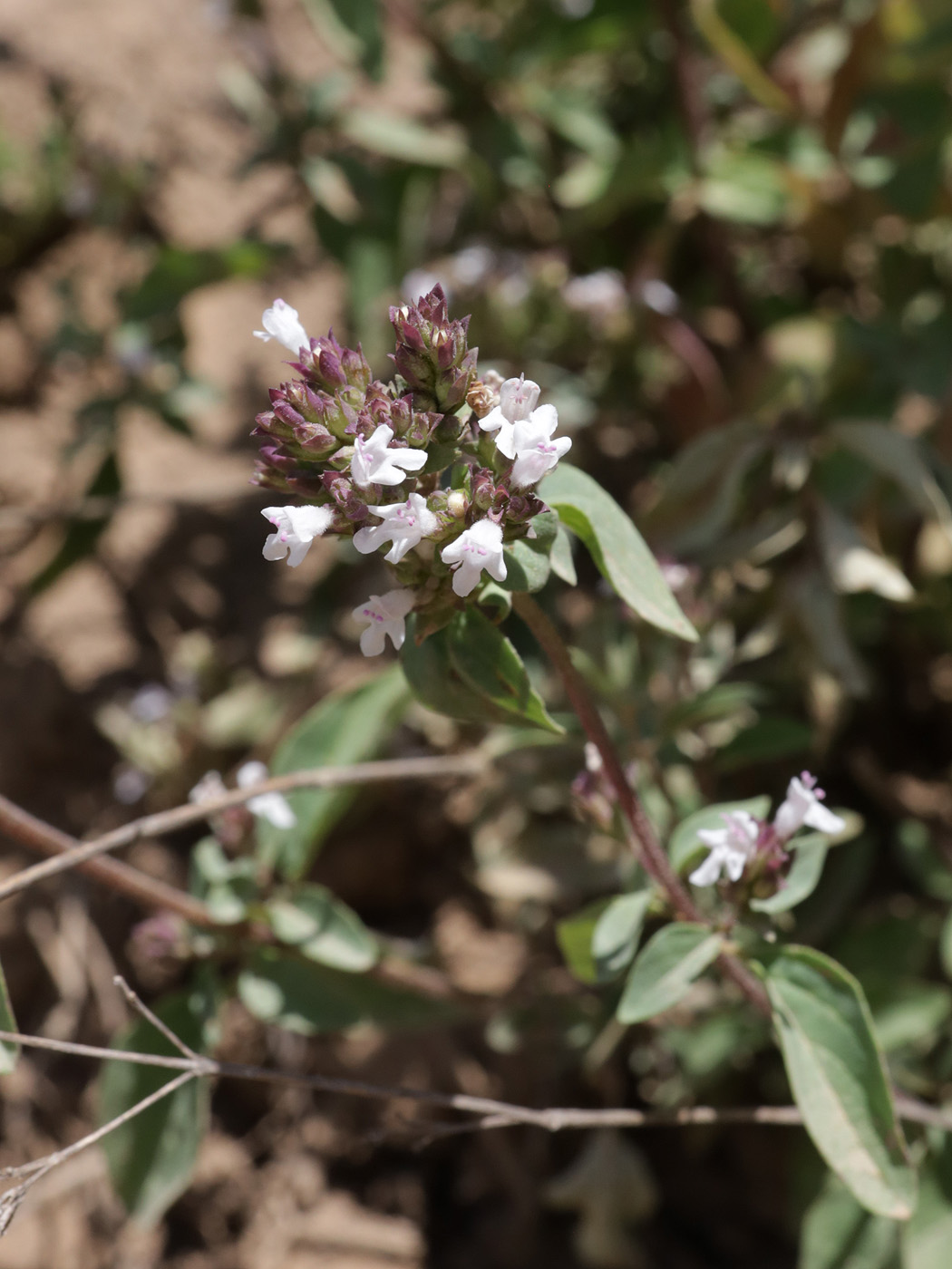 Image of Origanum tyttanthum specimen.